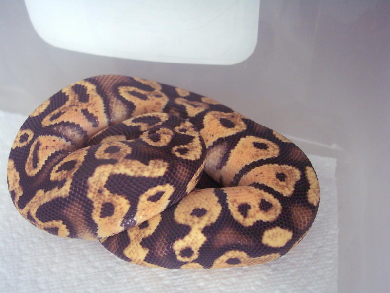 PastelSulfurmale