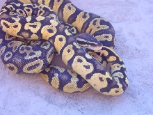 PastelSulfurandYB2
