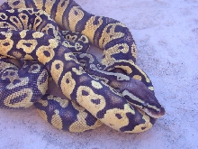 PastelSulfurandYB