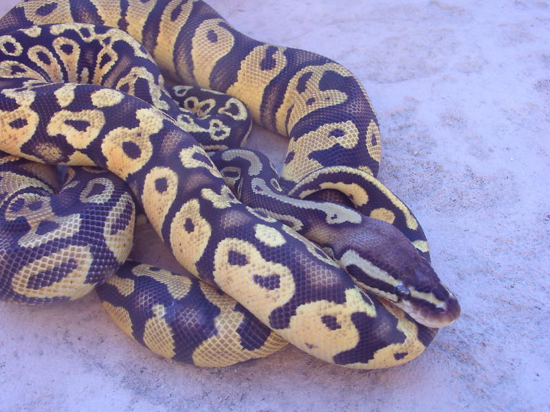 PastelSulfurandYB