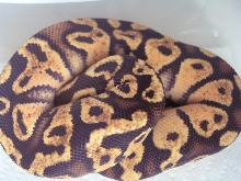 Pastel Sulfur male 06