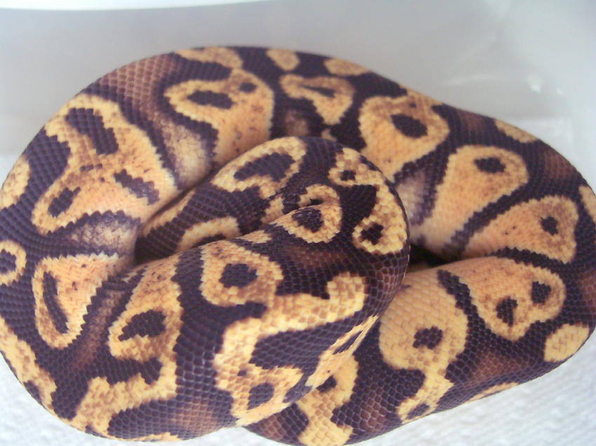Pastel Sulfur male 06
