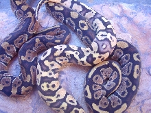 Pastel cross06