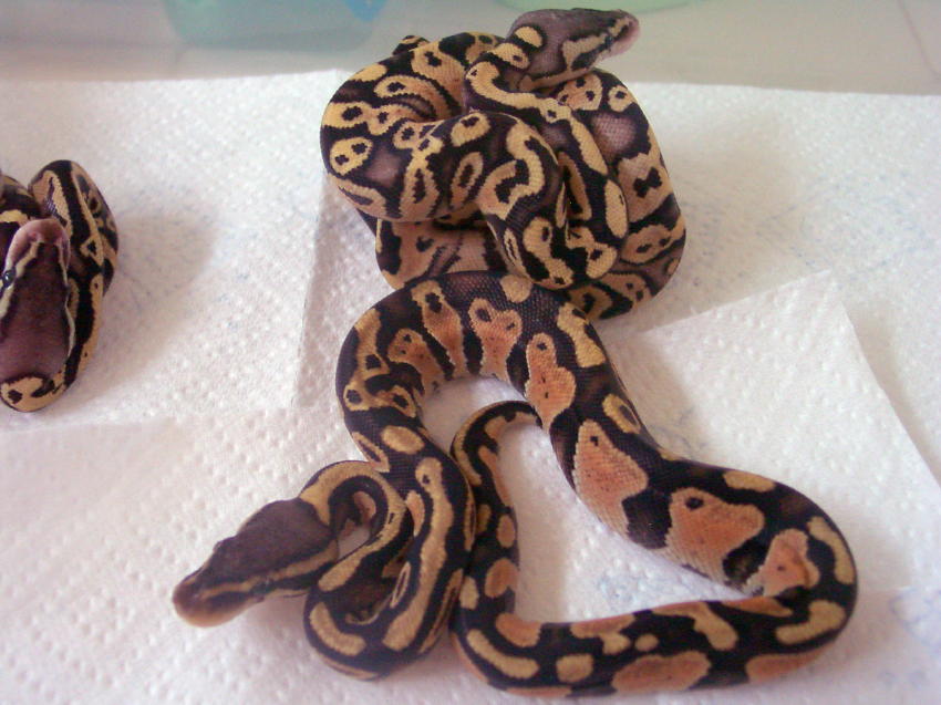 PastelcrossNPastel