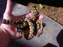 Pastelcrossmale1