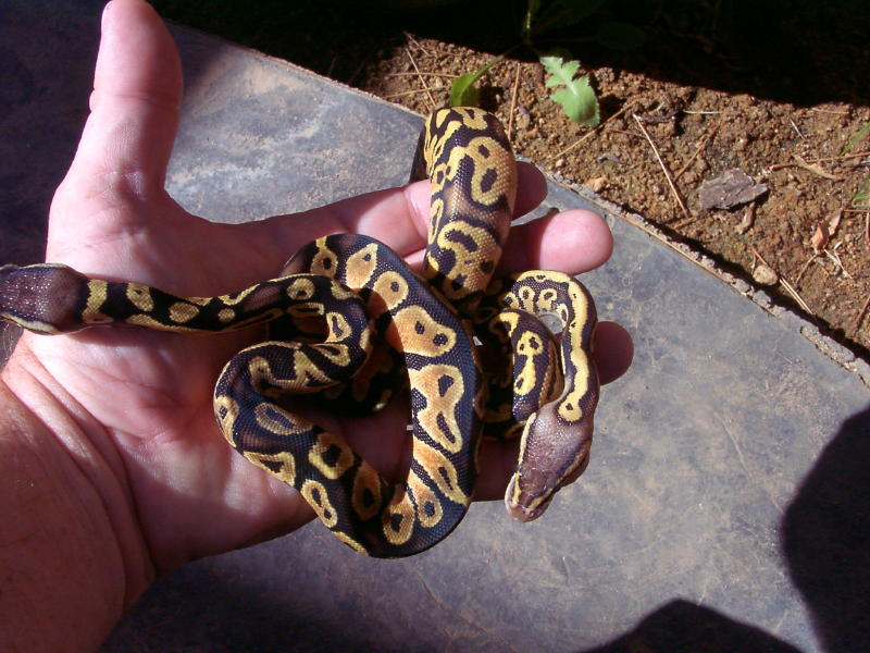Pastelcrossmale1