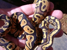 Pastelcrossmale2