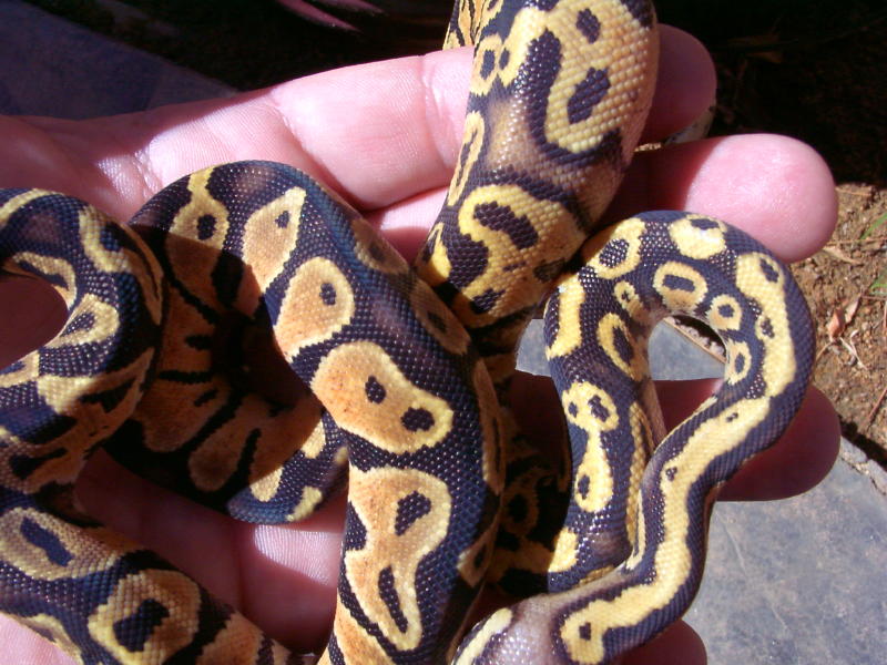 Pastelcrossmale2
