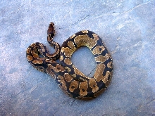 PossHetAxanthic05