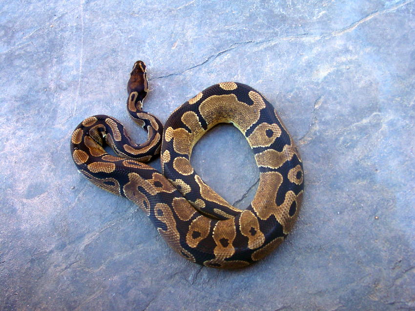 PossHetAxanthic05