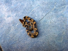 Reduced Pattern female