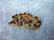 Reduced female