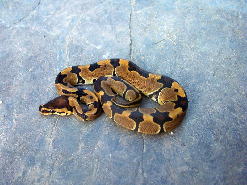 Reduced female