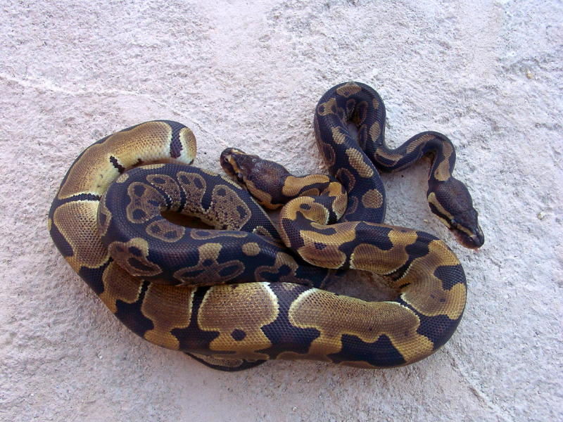 Sable&Reduced