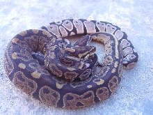 Sable and Axanthic