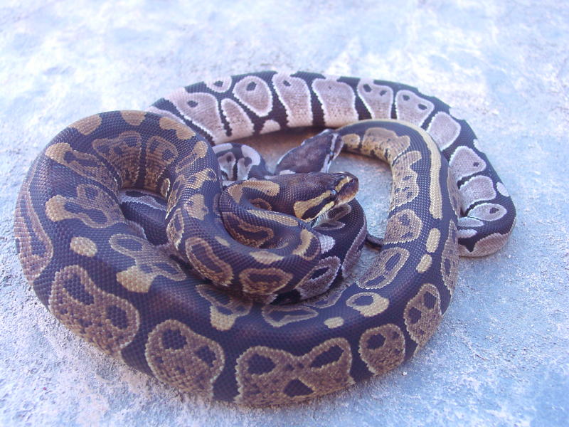 Sable and Axanthic