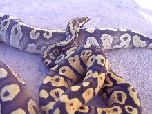 Sulfur Morphs 2