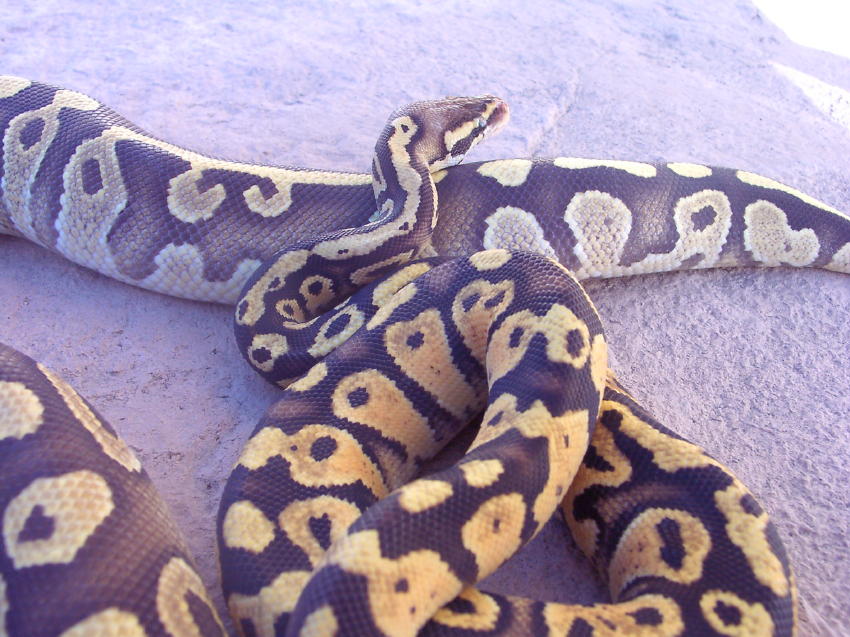 Sulfur Morphs 2