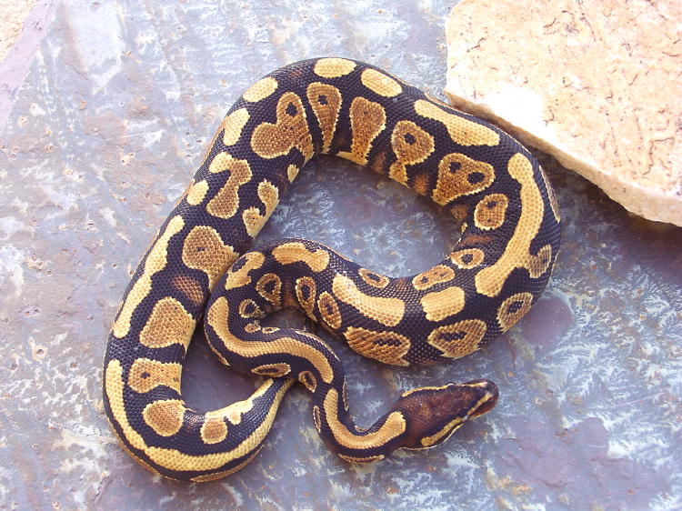 YB