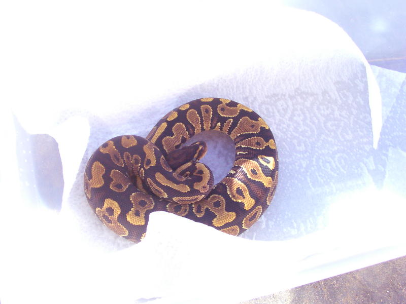 Yellow Belly female 06