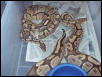 Ghost male shedding