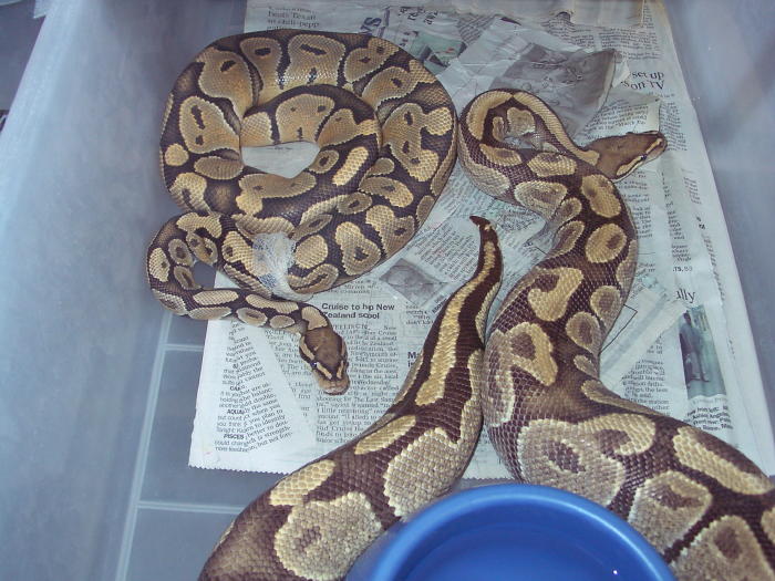 Ghost male shedding