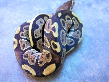 MorphMale2