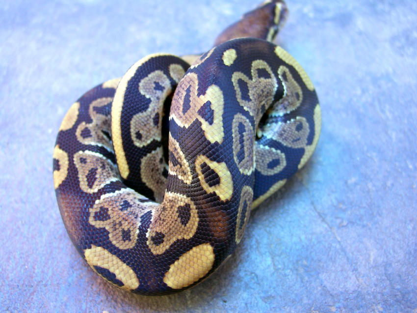 MorphMale2