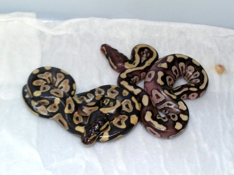 hypo mojave