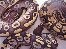 smudge