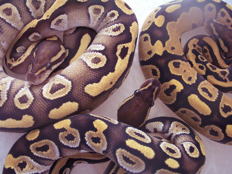 smudge