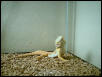 Gimpy