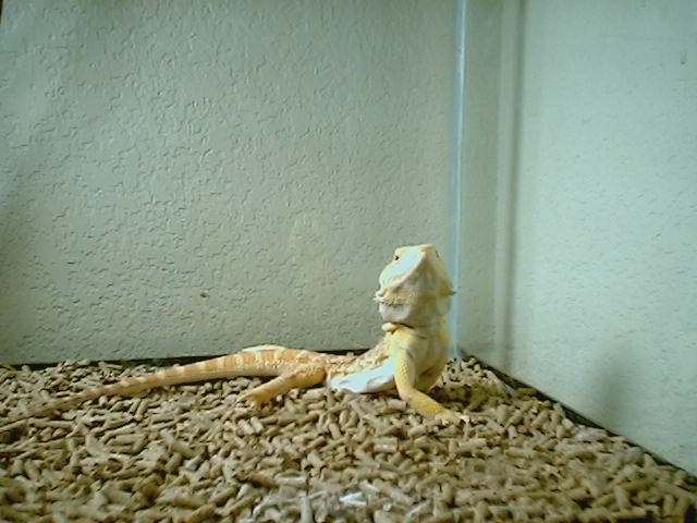 Gimpy