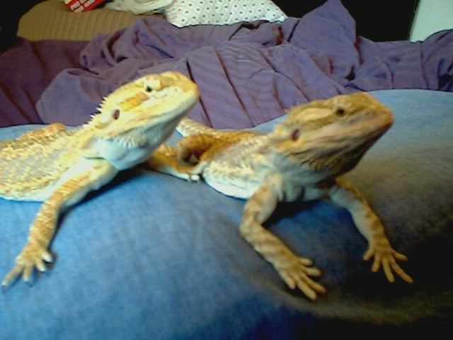 George and Frank