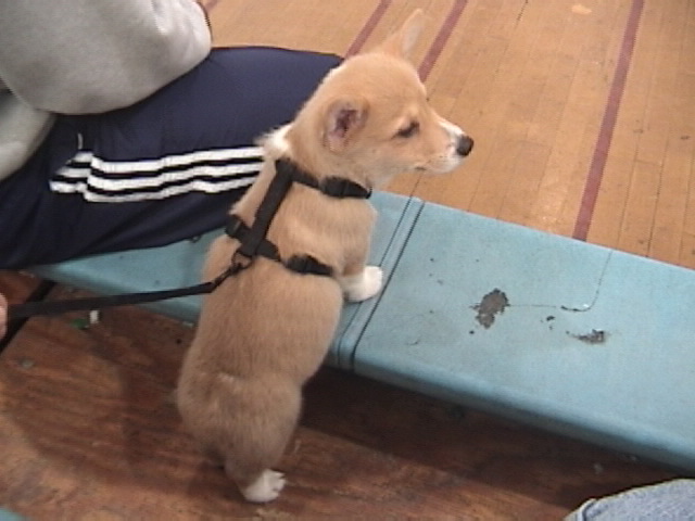Rocket