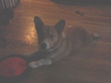 Puppy Play