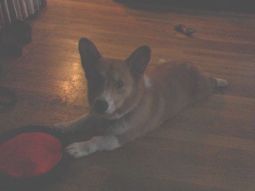 Puppy Play