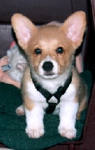 Rocket's Impression of a Stuffed Animal