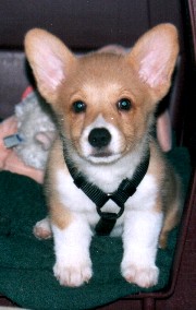 Rocket's Impression of a Stuffed Animal