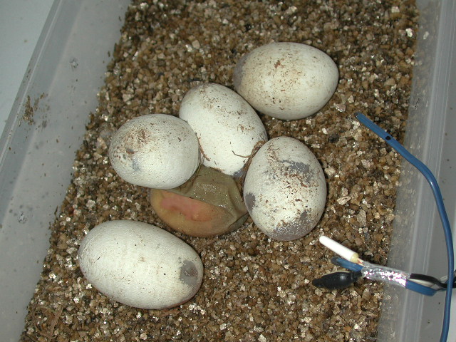 wet bad egg by good eggs