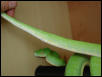 male tail shape