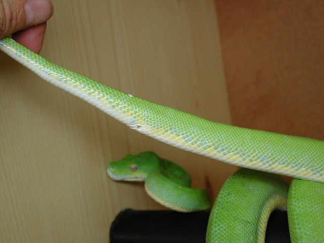 male tail shape
