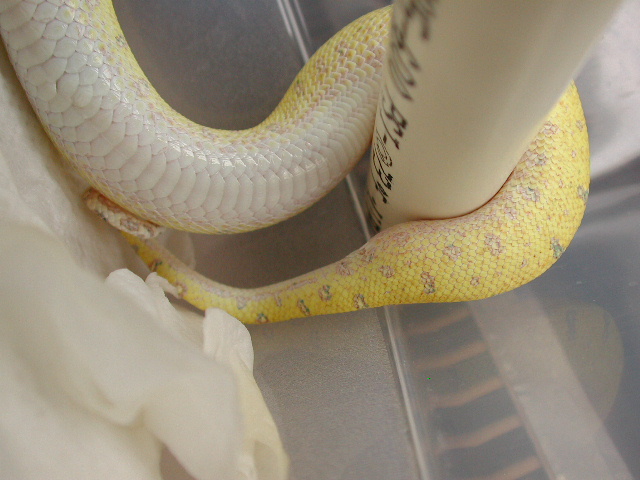tail shape juvenile