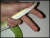 Probing