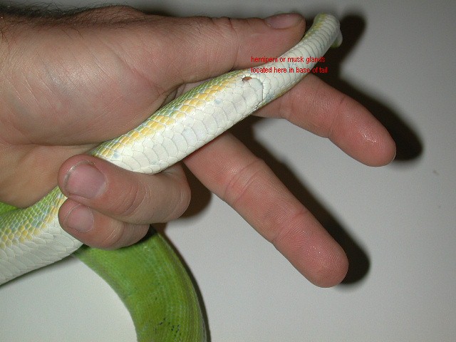 Probing