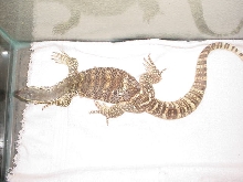 8 month argus youngster