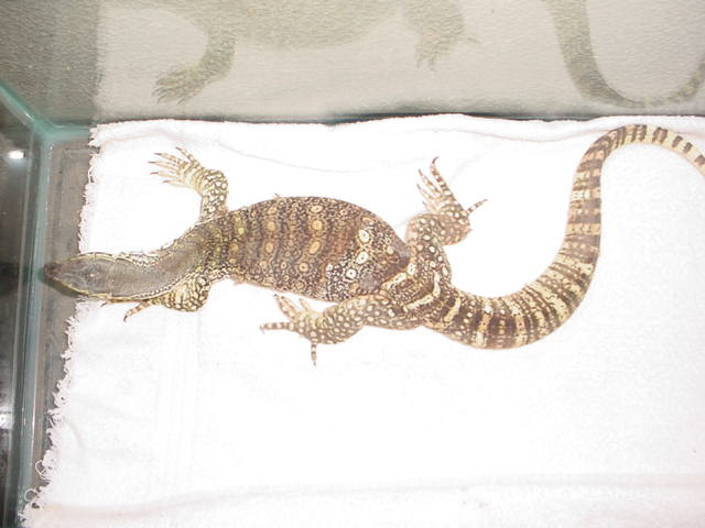 8 month argus youngster