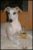 Aramis the Whippet