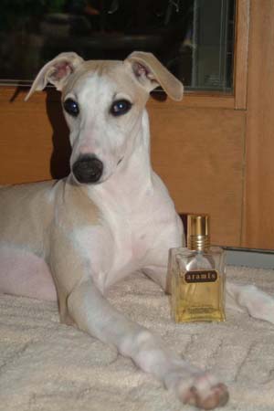 Aramis the Whippet