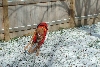 Diesel in the snow